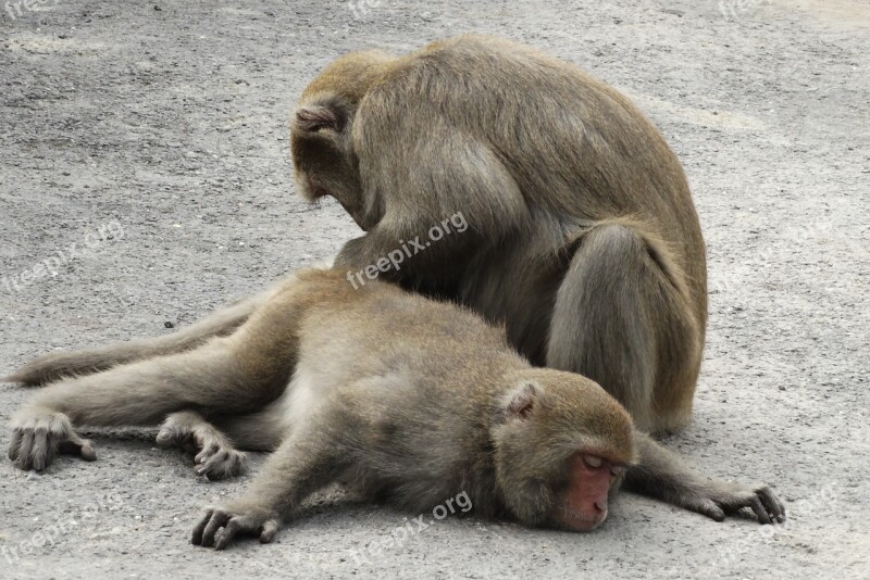 Taiwan Macaques Shoushan Macaque Taiwan Kaohsiung