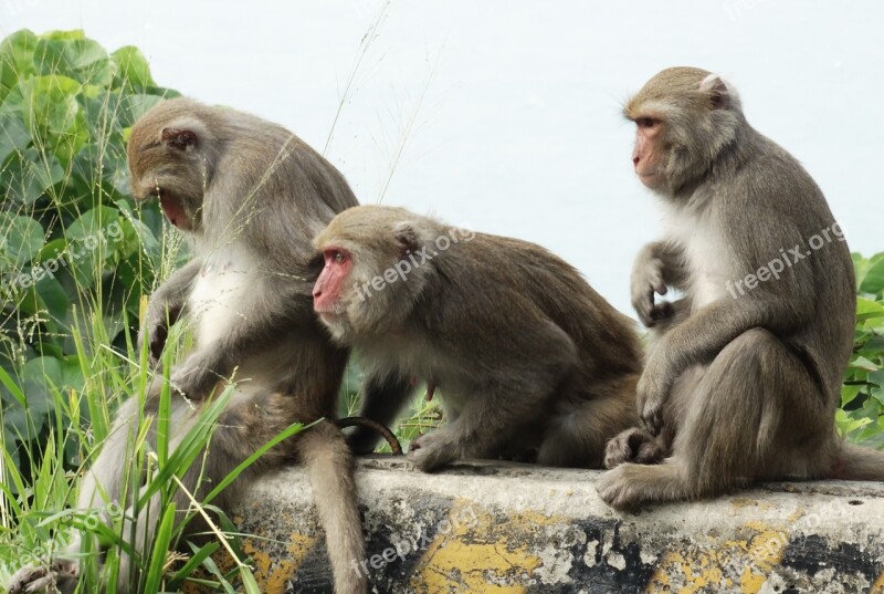 Taiwan Macaques Shoushan Macaque Taiwan Kaohsiung