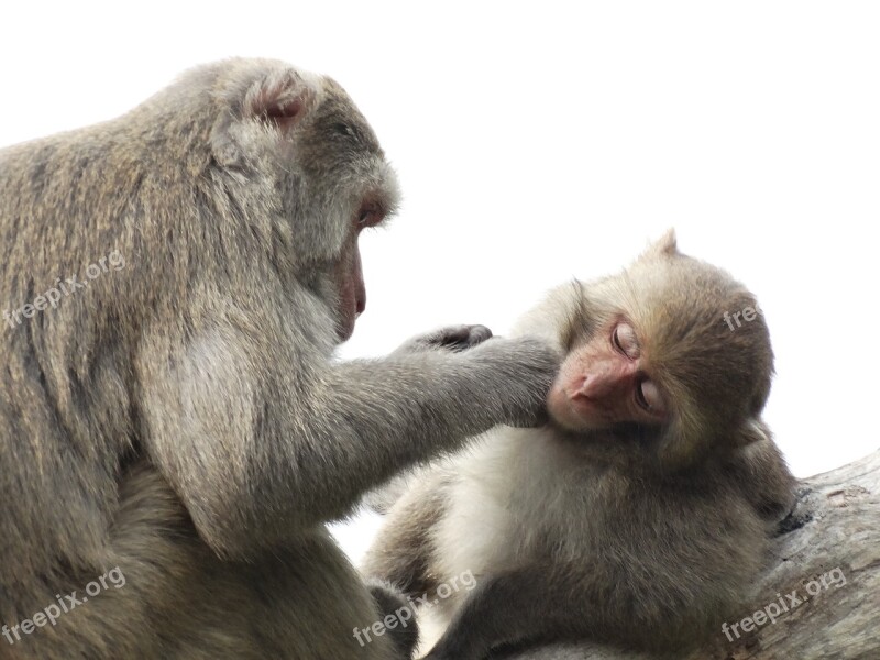 Taiwan Macaques Shoushan Macaque Taiwan Kaohsiung