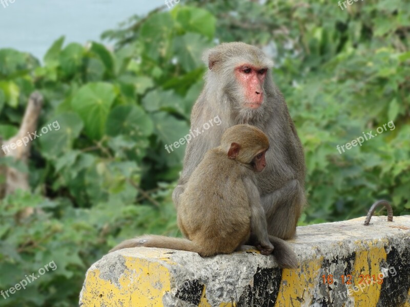 Taiwan Macaques Shoushan Macaque Taiwan Kaohsiung