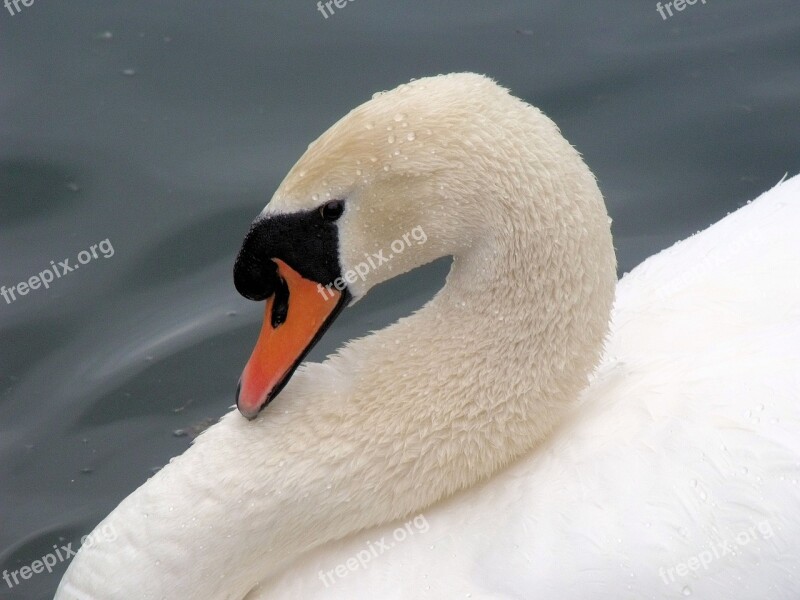 Swan Bashful Bird White Calm