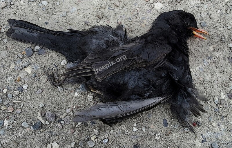 Dead Blackbird At The End Of Life Bird Feathers Cartoon Style Free Photos