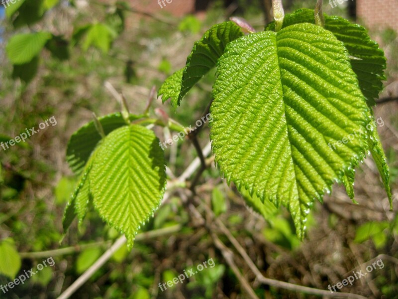 Raspberry Leaf Raspberry Bush Fresh Blossoming Leaf Spring Free Photos