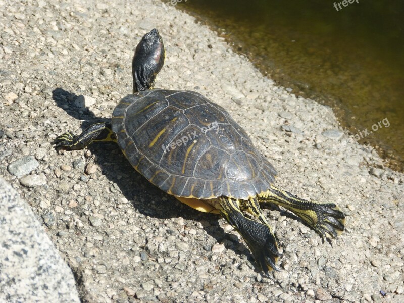 Turtle Water Turtle Reptile Relaxing Water Animal