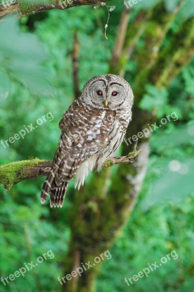 Owl Wildlife Animal Bird Wild