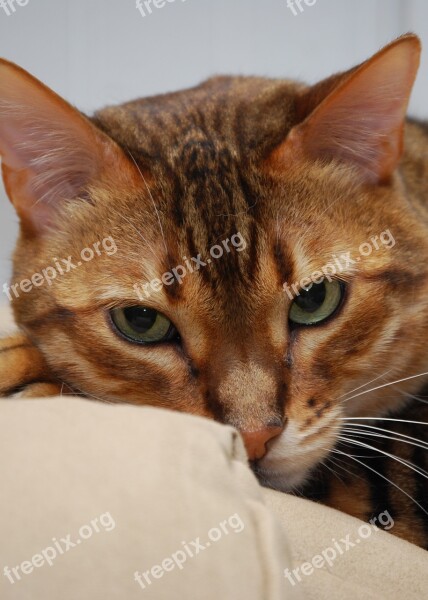 Cat Bengal Feline Head Purebred