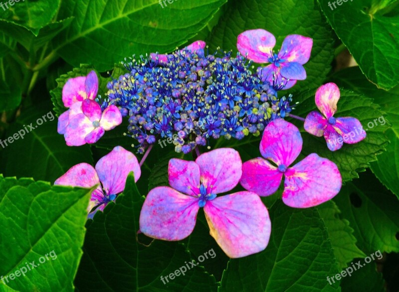 Hydrangea Red Purple Blue Otsu Park