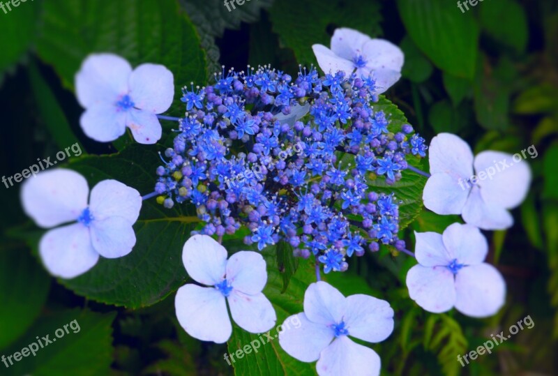 Hydrangea Kannonzaki Yokosuka Kanagawa Japan Japan