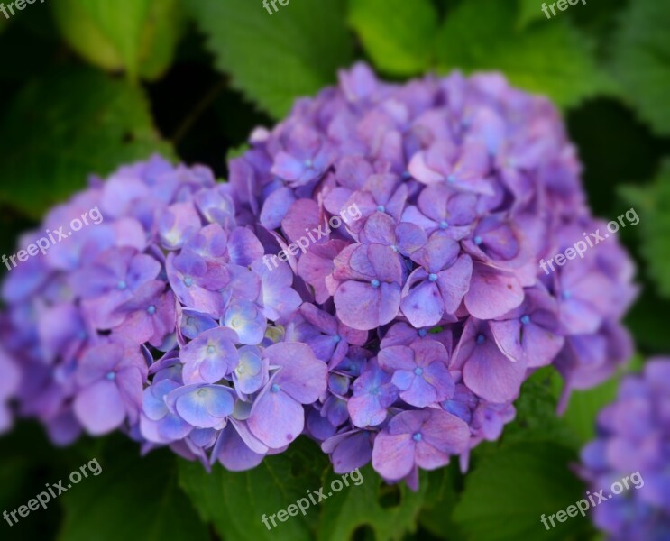 Hydrangea Purple Kannonzaki Yokosuka Kanagawa Japan