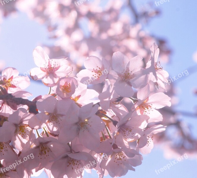 Cherry Blossoms Spring Sunshine Petal Show Through