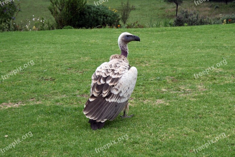 Vulture Bird Wild Bird Endangered Aerial