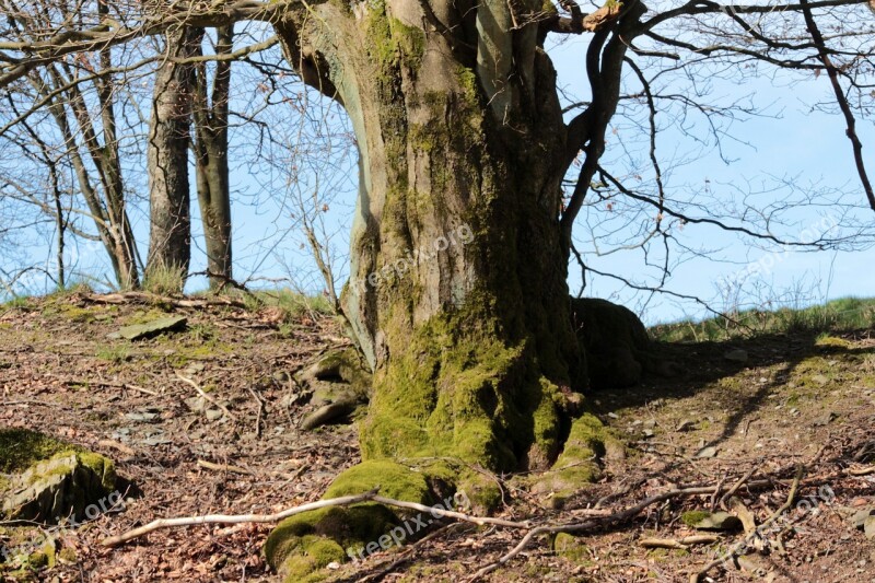 Tree Old Tree Shrubs Root Bemoost