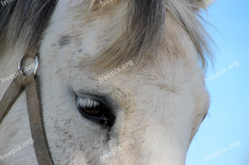 Horse Mold White Horse Horse Head Sky