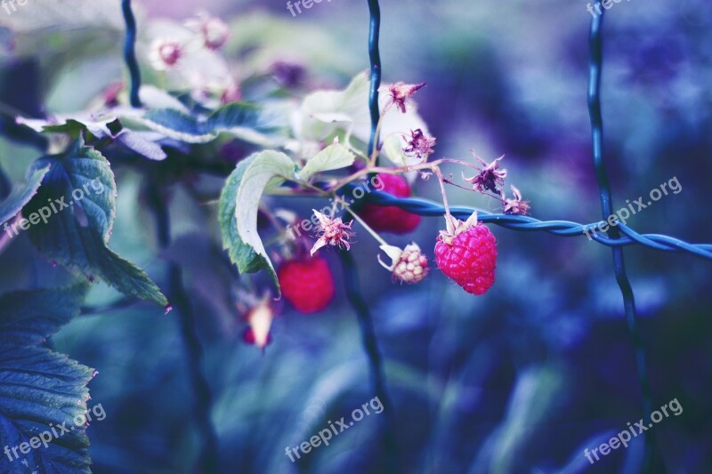 Raspberries Bush Sad Garden Fruit