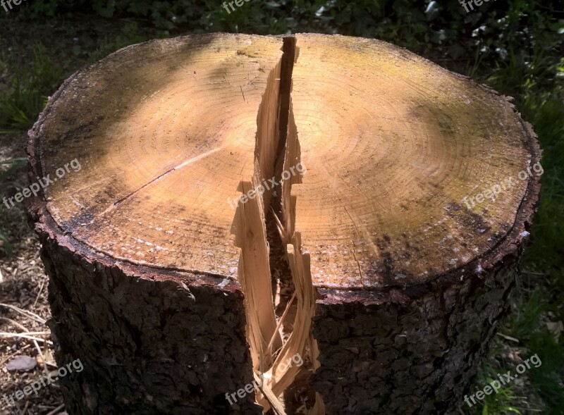 Split Wood Tree Free Photos