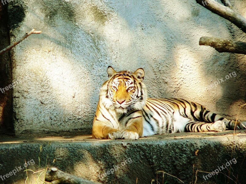 Siberian Tiger Animal Woodland Park Zoo Seattle Wildlife