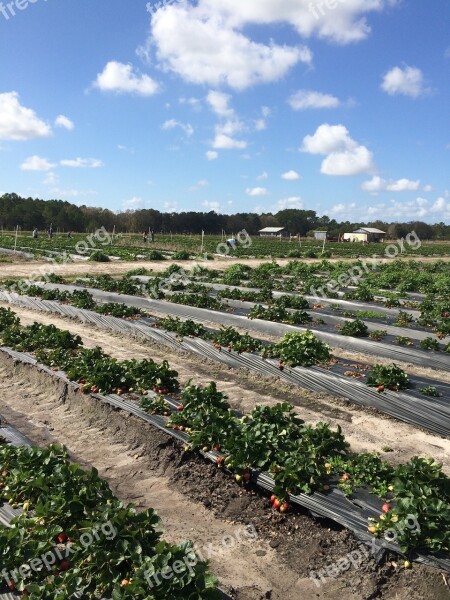 Strawberries Farm Plants Strawberry Picking