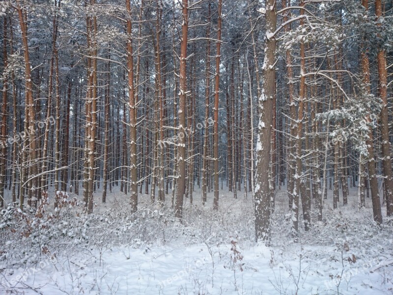 Snow Forest Winter Wintry Forests