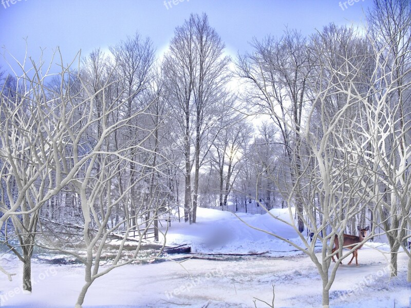 Winter Snow Roe Deer Animal Cold