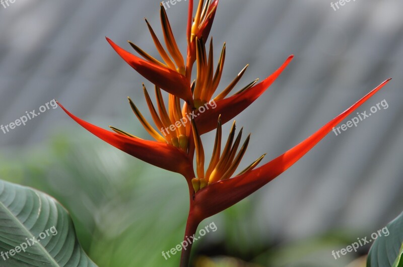 Flower Bird Of Paradise Thailand Plant Petals