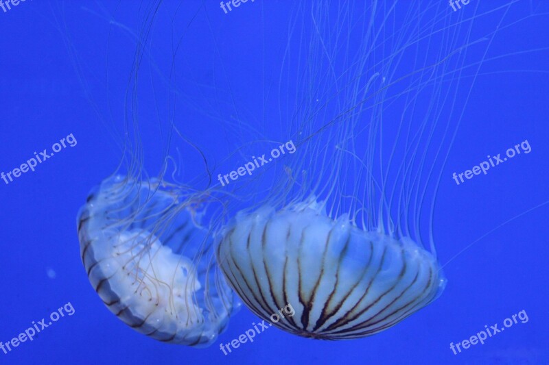 Jellyfish Blue Seabed Ocean Free Photos