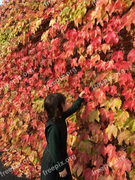 Autumn Fall Leaves Red Orange