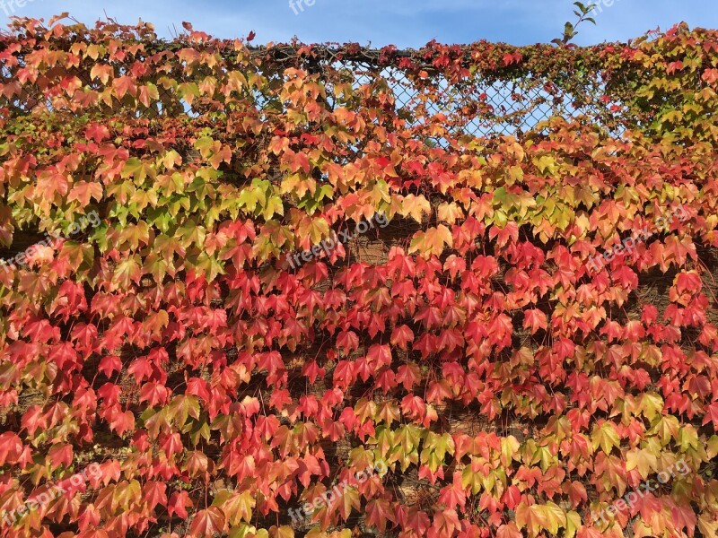 Autumn Fall Leaves Red Orange