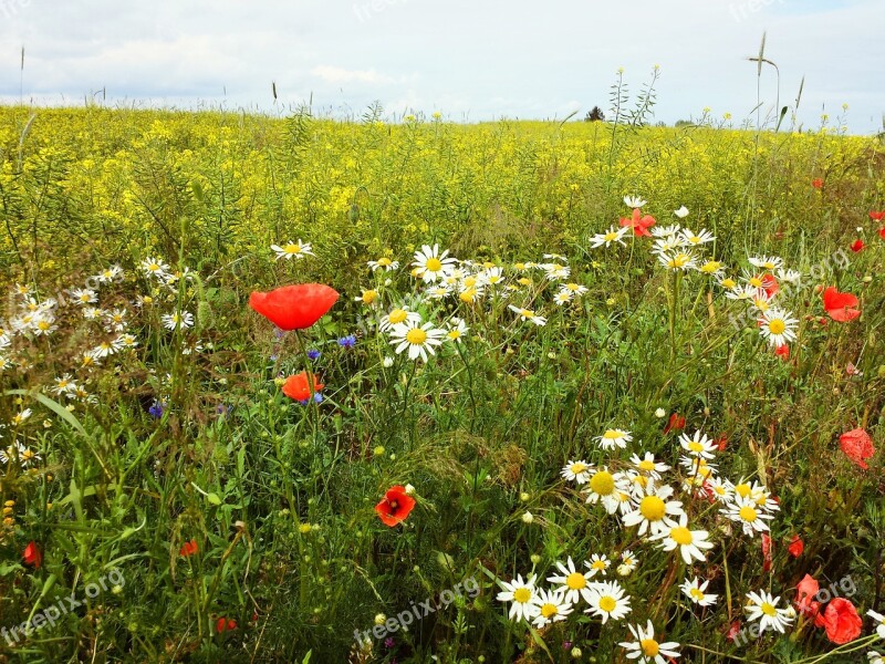 Meadow Flowers Field Poppies Poppy