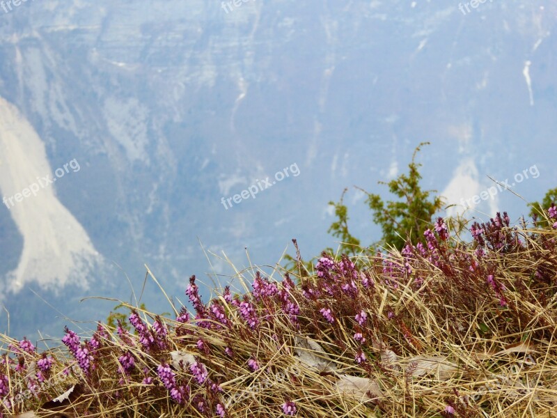 Pink Flowers Straw Mountain Spring Nature