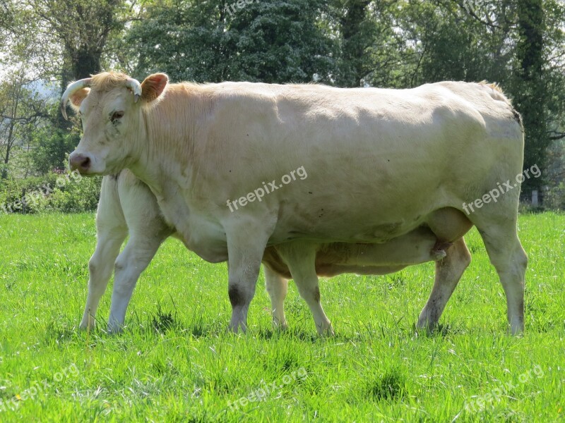 Cow Calf Breeding Cattle Farm Animals