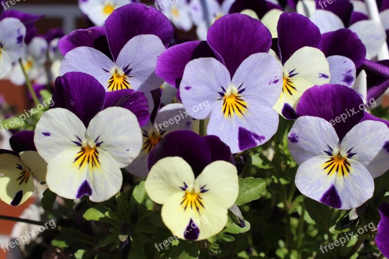 400–500 Plant Flowers Purple White