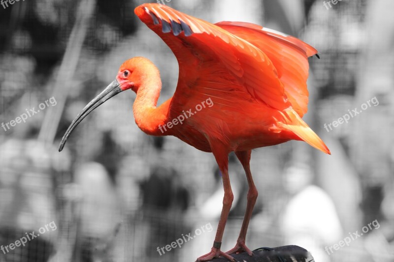 Pink Flemish Bird Feathers Beak Free Photos