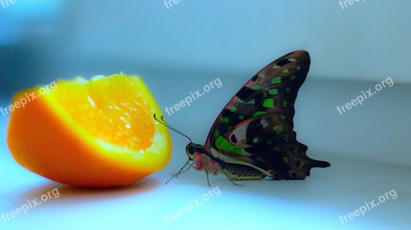 Tropical Butterflies Macro Butterfly Macro Photography Flower