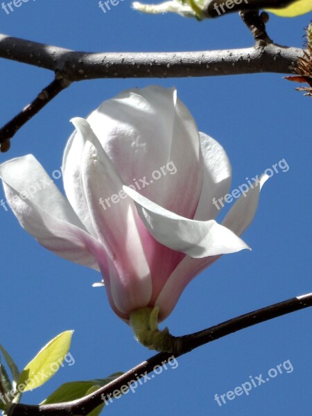 Magnolia Blossom Bloom Pink White