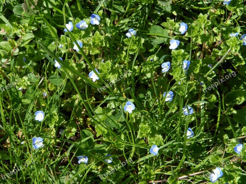 Honorary Award Blue Pointed Flower Flowers Veronica