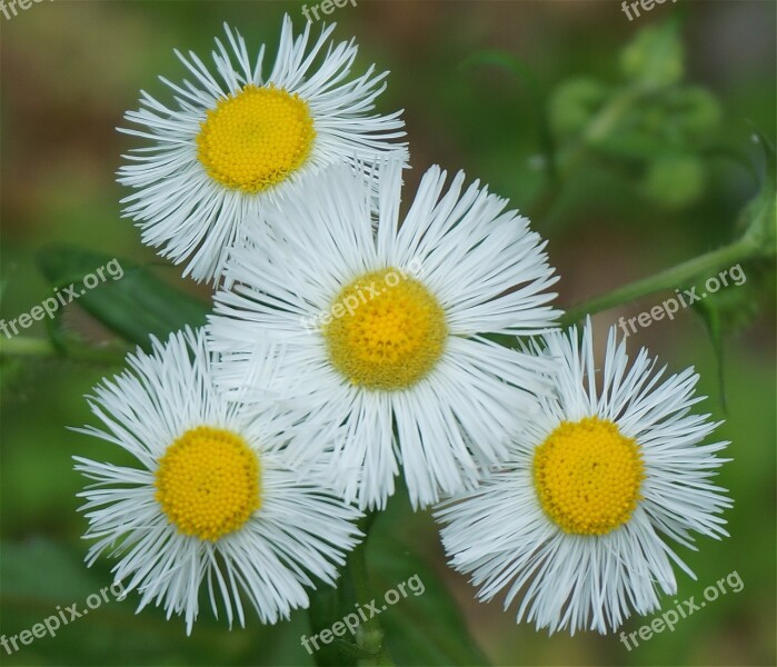 Plants Flowers Fleabane White Spring