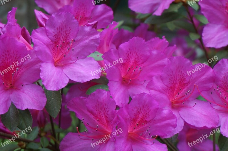 Plants Flowers Azalea Hot Pink Spring