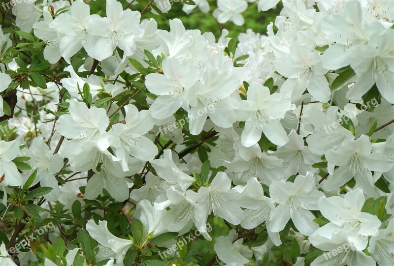 Plants Flowers Azalea White Spring