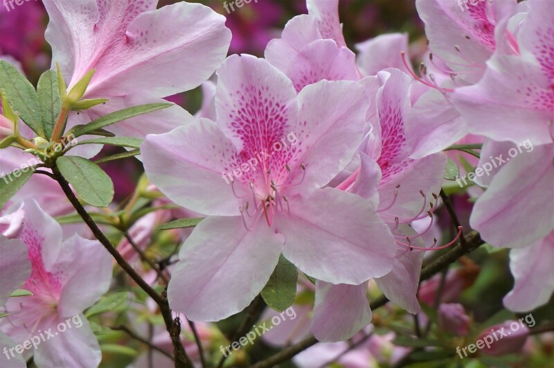 Plants Flowers Azalea Light Pink Spring