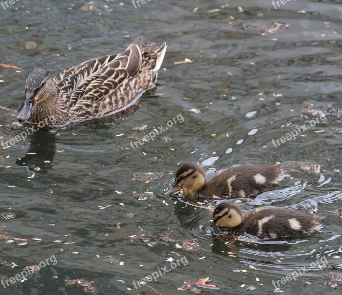 Mother And Children Mallard Pond Lake Park