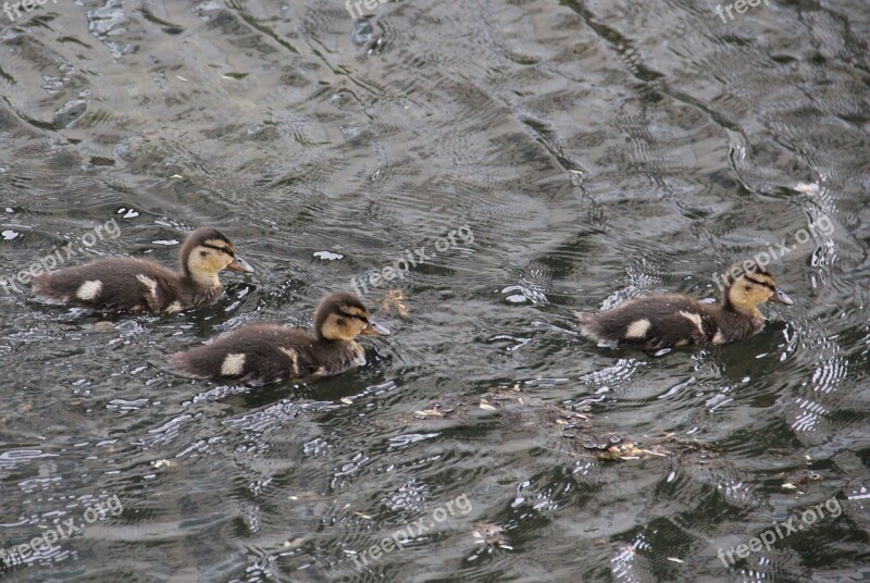 Young Mallard Chicks On The Lake Animal Children Chicks Mallard