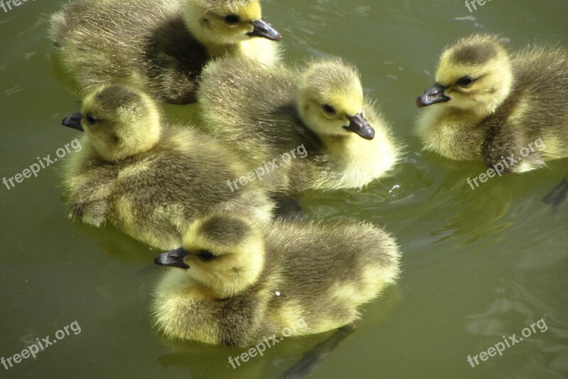 Canada Goose-chick Fluffy Gosling Young Animals Chicks