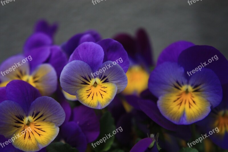 Pansy Violet Map Romantic Spring Flower