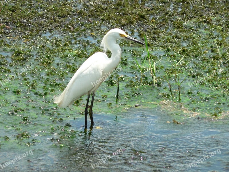 Heron Bird Nature Plumage Eastern