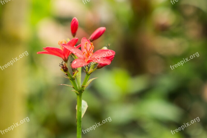 Benalmádena Mariposario Benalmádena Malaga Spain Flower