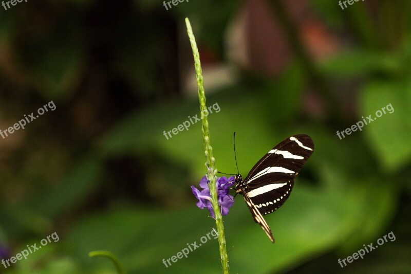 Benalmádena Mariposario Benalmádena Malaga Spain Butterfly