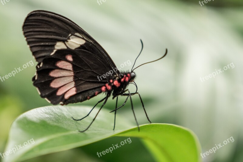 Benalmádena Mariposario Benalmádena Malaga Spain Butterfly