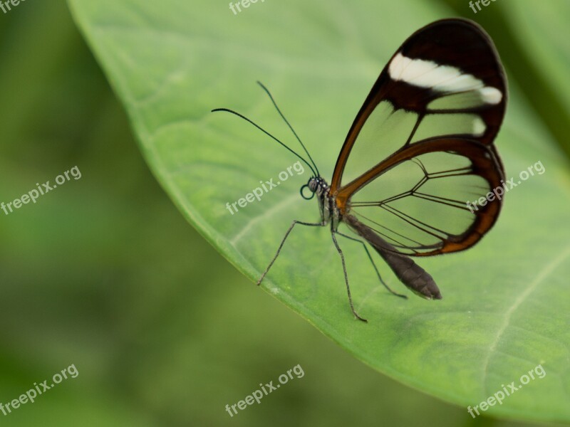 Benalmádena Mariposario Benalmádena Malaga Spain Butterfly