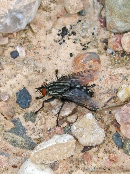 Botfly Insect Nuisance Free Photos