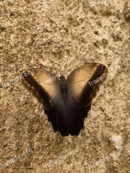 Benalmádena Mariposario Benalmádena Malaga Spain Butterfly